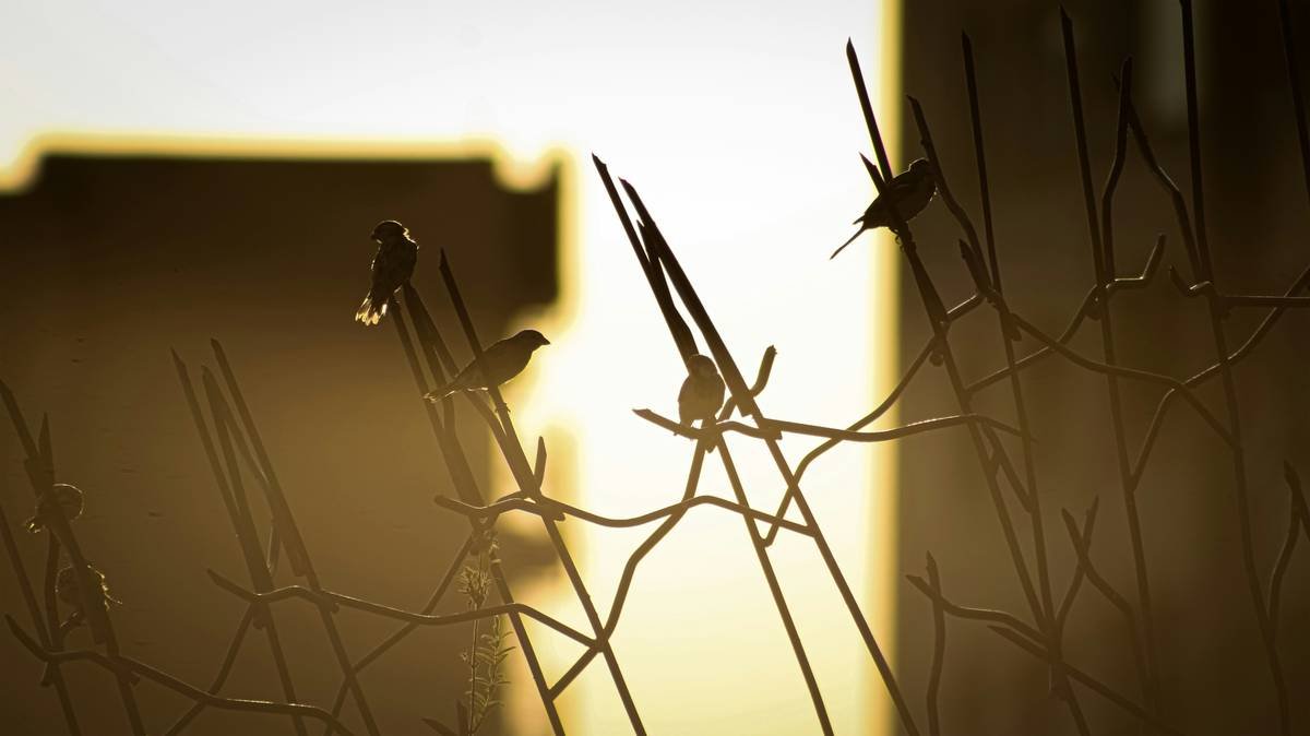 A close up of a plant with a building in the background