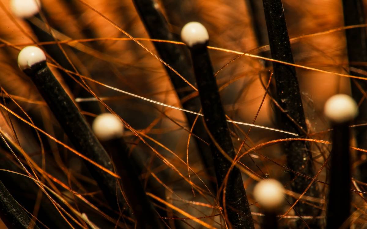 bristles hair hair brush macro